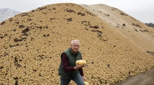 Pas-de-Calais : au lieu de les jeter, un agriculteur distribue gratuitement ses pommes de terre invendues